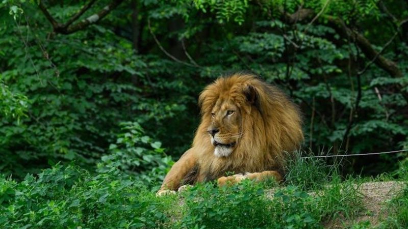 offered to the lycan king pdf