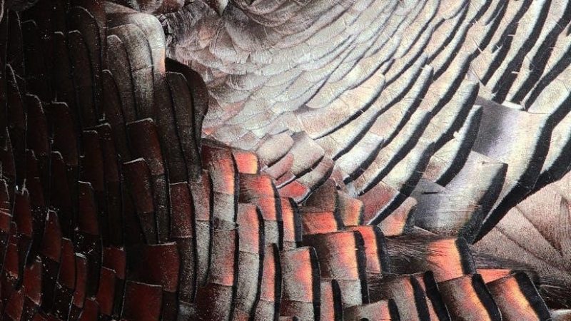 fifty shades of grey freed pdf